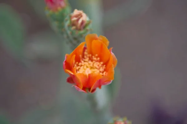 Hermosa Flor Cactus Pequeña Flor Naranja Curiosa Primer Plano Hábitat — Foto de Stock