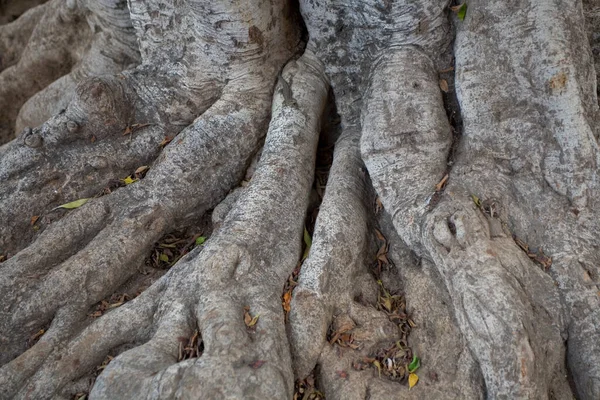 아름다운 나무의 껍질을 클로즈업하면 원래의 질감을 만들어 냅니다 — 스톡 사진