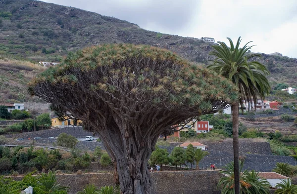 Krásný Původní Dracaena Dracena Strom Rostoucí Španělském Kanárském Ostrově Tenerife — Stock fotografie