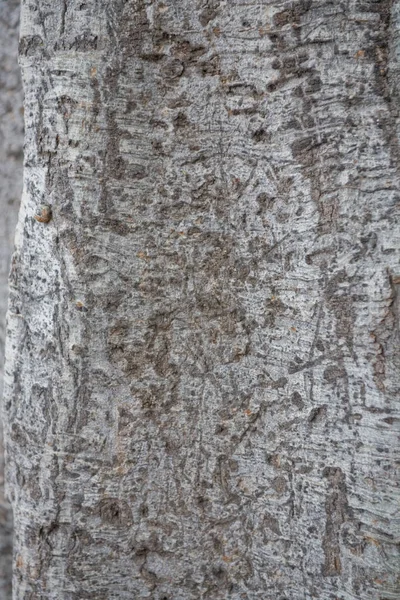 Красива Цікава Кора Дерева Впритул Створюючи Оригінальну Текстуру — стокове фото