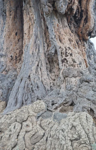 Belle Écorce Intéressante Arbre Gros Plan Créant Texture Originale — Photo