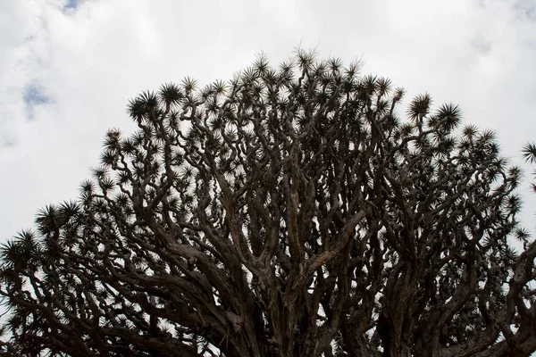 在西班牙加那利岛上的一个自然栖息地生长着美丽的 原始的龙斑马树 — 图库照片