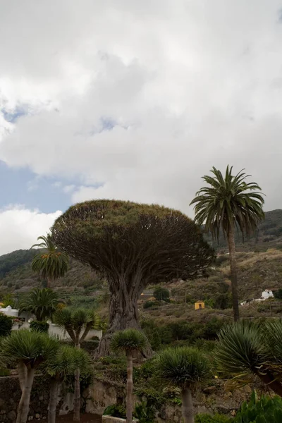 Wunderschöner Ursprünglicher Drachendrachenbaum Der Auf Der Spanischen Kanareninsel Teneriffa Einem — Stockfoto