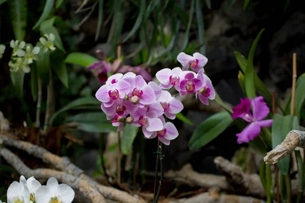 Beautiful Delicate Colorful Flowers Orchids Growing Natural Environment Botanical Orchard — Stock Photo, Image