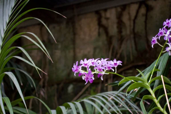 Bellissimi Fiori Delicati Colorati Orchidee Che Crescono Ambiente Naturale Frutteto — Foto Stock