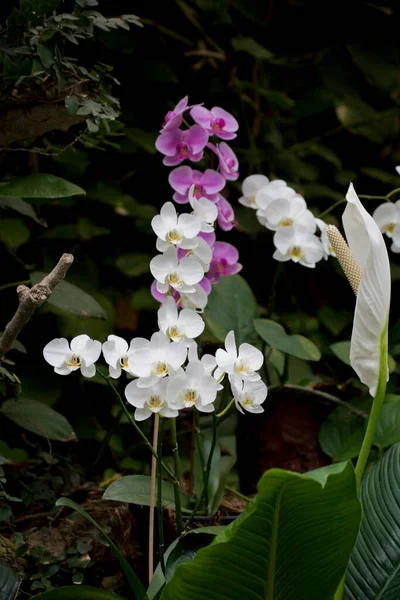 Bellissimi Fiori Delicati Colorati Orchidee Che Crescono Ambiente Naturale Frutteto — Foto Stock