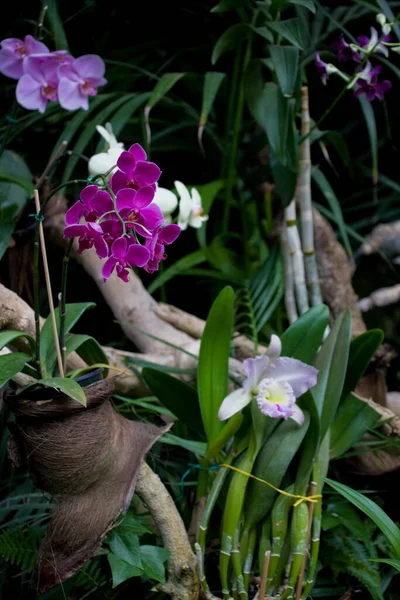 Botanik Bahçesinde Doğal Bir Ortamda Yetişen Güzel Renkli Çiçekler — Stok fotoğraf