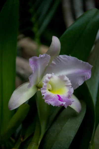 Bellissimi Fiori Delicati Colorati Orchidee Che Crescono Ambiente Naturale Frutteto — Foto Stock