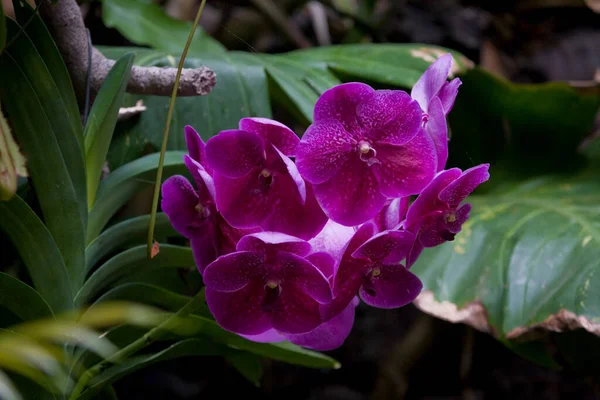 Hermosas Flores Delicadas Coloridas Orquídeas Que Crecen Entorno Natural Huerto —  Fotos de Stock