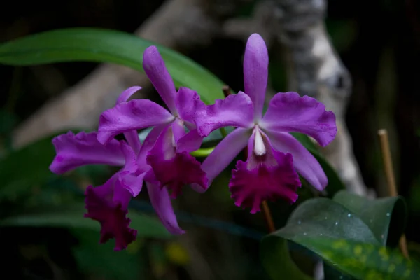 Bellissimi Fiori Delicati Colorati Orchidee Che Crescono Ambiente Naturale Frutteto — Foto Stock