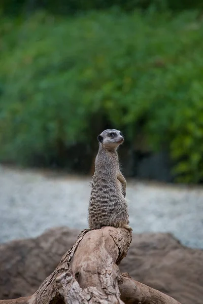 beautiful small animal mammal meerkat in closeup in natural habitat