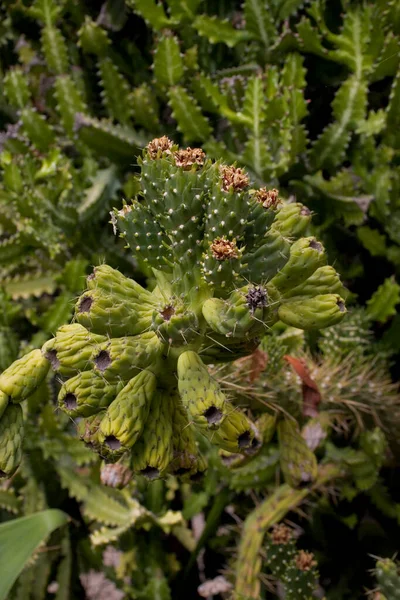 Beautiful Original Background Made Green Cactus Sharp Spines Close — Stock Photo, Image