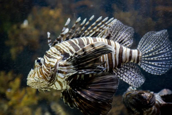 Krásná Nebezpečná Ryba Lvice Mořském Akváriu Detailní — Stock fotografie