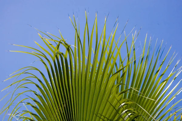 Bellissimo Sfondo Idilliaco Tranquillo Con Cielo Blu Foglie Palma Verde — Foto Stock