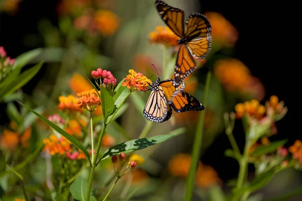 Beautiful Delicate Orange Butterfly Perched Colorful Flower Garden — Stock Photo, Image