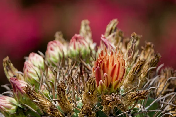 Hermoso Cactus Espinoso Con Delicada Flor Primer Plano Creciendo Entorno — Foto de Stock
