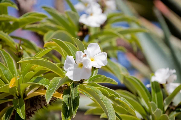 Hermosa Pequeña Flor Exótica Blanca Sobre Fondo Verde Con Hojas —  Fotos de Stock