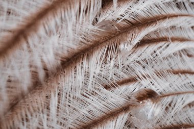 Beyaz-bej devekuşu tüyleriyle özgün ve ilginç bir özgün arkaplan.