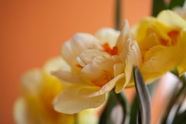 Açık arkaplanda güzel bir bahar sarısı nergis çiçeğinin yakın çekimi