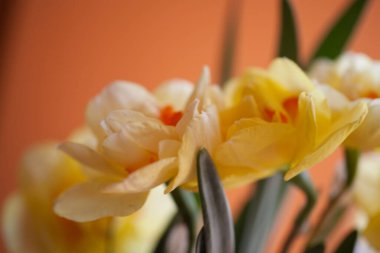 Açık arkaplanda güzel bir bahar sarısı nergis çiçeğinin yakın çekimi