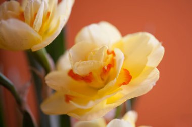 Açık arkaplanda güzel bir bahar sarısı nergis çiçeğinin yakın çekimi