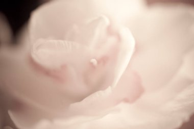 Açık arkaplanda güzel bir bahar sarısı nergis çiçeğinin yakın çekimi