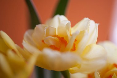 Açık arkaplanda güzel bir bahar sarısı nergis çiçeğinin yakın çekimi