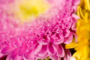 Güzel rengarenk narin sonbahar çiçekleri sıcacık güneşin altında yakın planda.