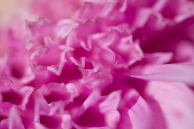 Güzel rengarenk narin sonbahar çiçekleri sıcacık güneşin altında yakın planda.