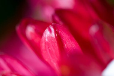 Güzel rengarenk narin sonbahar çiçekleri sıcacık güneşin altında yakın planda.