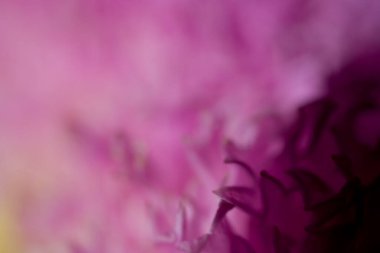 Güzel rengarenk narin sonbahar çiçekleri sıcacık güneşin altında yakın planda.