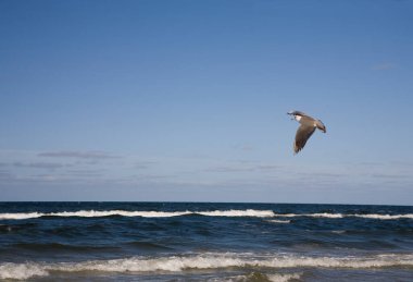 Güneşli bir günde Polonya 'nın dalgalı Baltık Denizi' ne karşı uçan küçük, güzel bir martı.