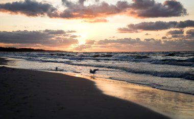 Güzel renkli yaz günbatımı Baltık Denizi 'nde martılar kumsalda