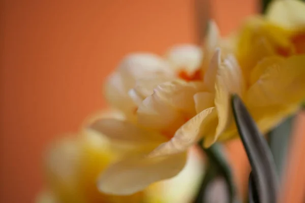 Nahaufnahme Von Schönen Frühling Gelben Narzissen Blume Auf Hellem Hintergrund — Stockfoto