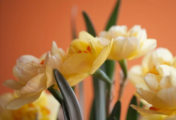 Nahaufnahme Von Schönen Frühling Gelben Narzissen Blume Auf Hellem Hintergrund — Stockfoto