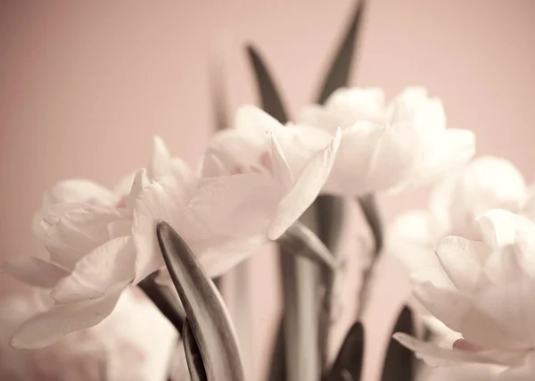 Nahaufnahme Von Schönen Frühling Gelben Narzissen Blume Auf Hellem Hintergrund — Stockfoto