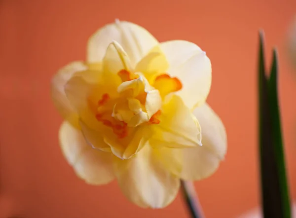 Zbliżenie Piękny Wiosna Żółty Żonkil Kwiat Jasnym Tle — Zdjęcie stockowe