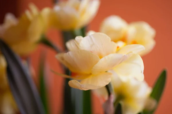 Close Bela Primavera Amarelo Daffodil Flor Fundo Claro — Fotografia de Stock