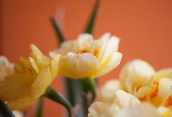 Nahaufnahme Von Schönen Frühling Gelben Narzissen Blume Auf Hellem Hintergrund — Stockfoto