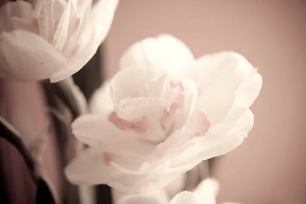 Nahaufnahme Von Schönen Frühling Gelben Narzissen Blume Auf Hellem Hintergrund — Stockfoto