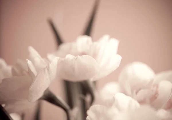 Nahaufnahme Von Schönen Frühling Gelben Narzissen Blume Auf Hellem Hintergrund — Stockfoto