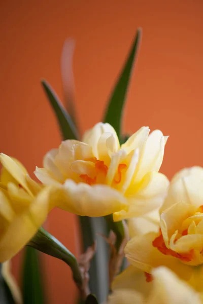 Close Beautiful Spring Yellow Daffodil Flower Light Background — Stok Foto