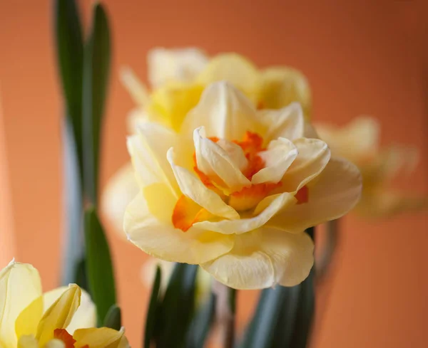 Nahaufnahme Von Schönen Frühling Gelben Narzissen Blume Auf Hellem Hintergrund — Stockfoto