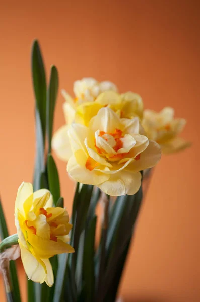 Nahaufnahme Von Schönen Frühling Gelben Narzissen Blume Auf Hellem Hintergrund — Stockfoto