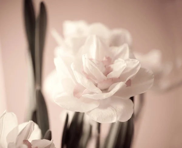 Nahaufnahme Von Schönen Frühling Gelben Narzissen Blume Auf Hellem Hintergrund — Stockfoto