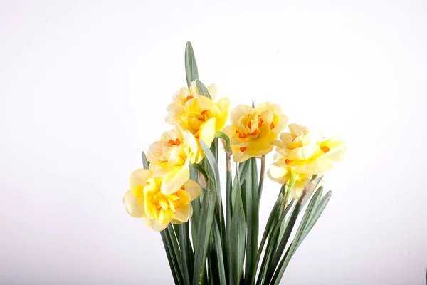 Piękny Wiosna Żółty Żonkil Kwiat Odizolowany Biały Tło Zbliżeniu — Zdjęcie stockowe