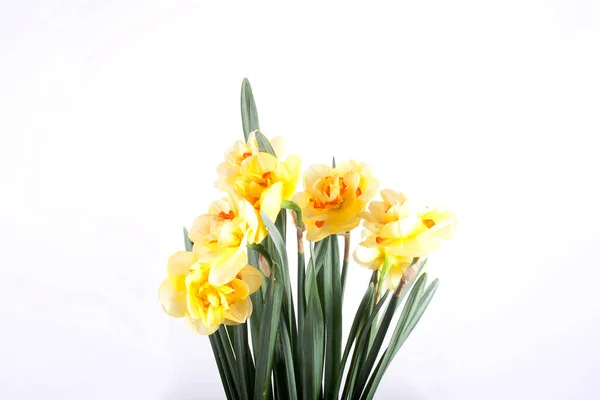 Schöne Frühling Gelb Narzissen Blume Isoliert Weißen Hintergrund Nahaufnahme — Stockfoto