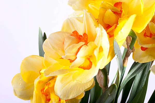 Piękny Wiosna Żółty Żonkil Kwiat Odizolowany Biały Tło Zbliżeniu — Zdjęcie stockowe