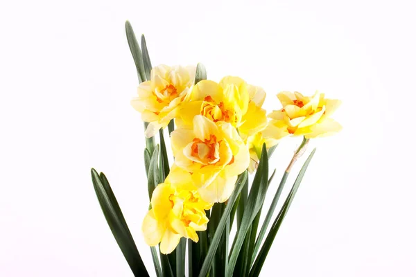 Schöne Frühling Gelb Narzissen Blume Isoliert Weißen Hintergrund Nahaufnahme — Stockfoto