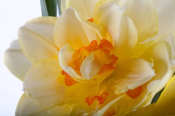 Bela Primavera Amarelo Narciso Flor Isolado Fundo Branco Close — Fotografia de Stock